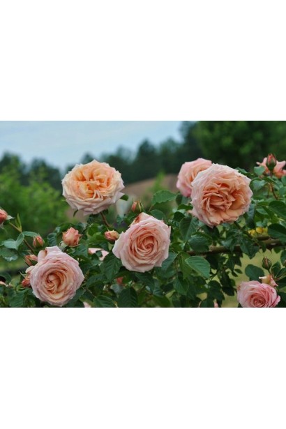 Троянда плетиста Барок з персиковими квітами крупним планом